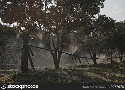 Orange Orchard in northern thailand. Orange Orchard