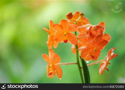 orange orchid flower agains green backgorund