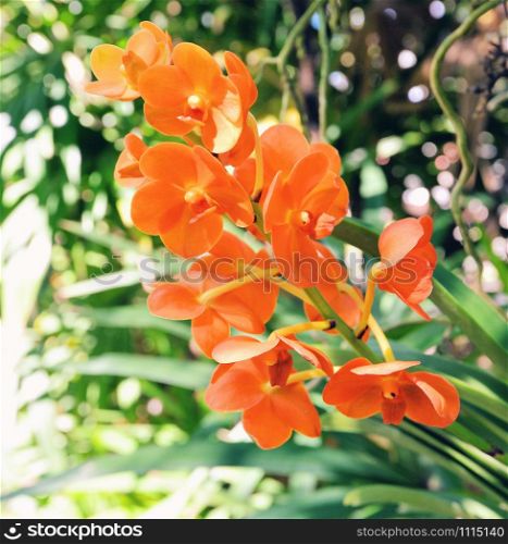 Orange orchid flower blooming in the spring garden nature background