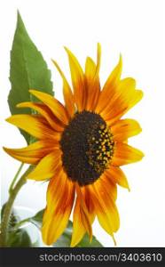 orange ornamental sunflower on light background