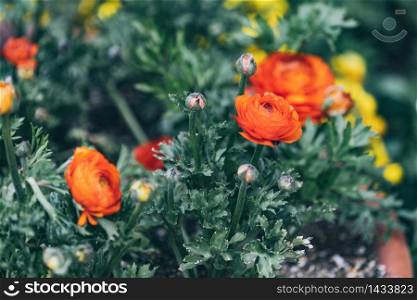 Orange Persian Buttercup or Asiatic buttercup flowers with green leaves in the garden
