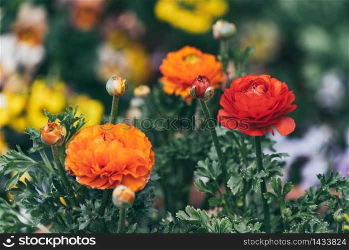 Orange Persian Buttercup or Asiatic buttercup flowers with green leaves in the garden