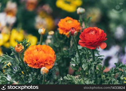 Orange Persian Buttercup or Asiatic buttercup flowers with green leaves in the garden