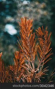 orange pine needles dry in nature. orange pine needles dry