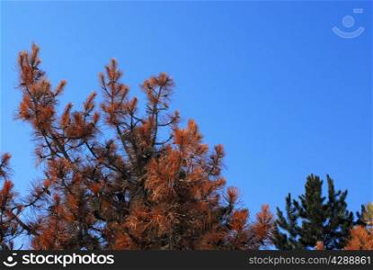 Orange pine tree needles against clear blue sky.