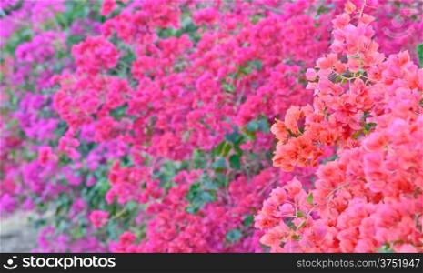 orange ,pink and violet color bougainvillea flower