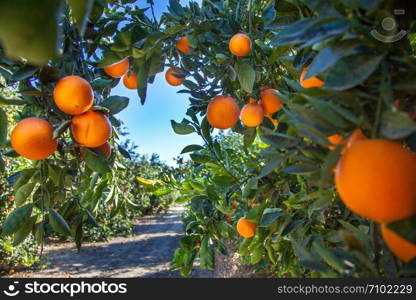 Orange plantation in California USA