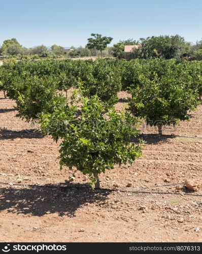 Orange plantation with trees. Green oranges.