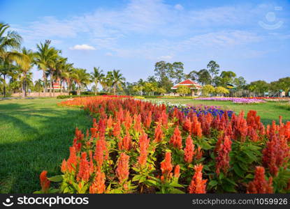 Orange plumed cockscomb or Celosia argentea blossom in the colorful garden spring flower park