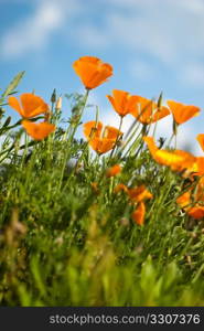 Orange Poppies Field shoot against blue sky.