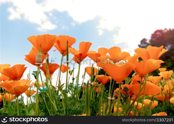 Orange Poppies Field shoot against blue sky with sun burst and lens flare effect.