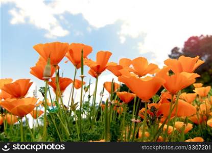 Orange Poppies Field shoot against blue sky with sun burst and lens flare effect.