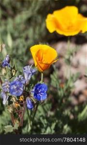 Orange poppies highlight the desert in bloodm; focus placed ightly on single, orange poppy; Location is in the southwest, in Arizona;