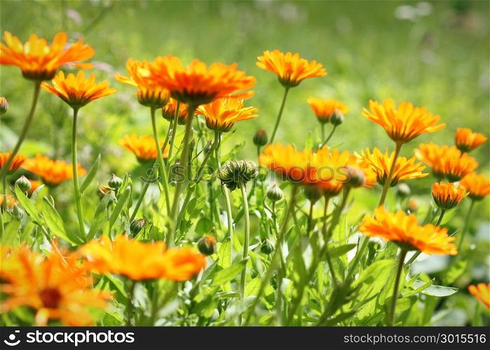 Orange pot marigold bloosom - Calendula officinalis field. Orange pot marigold bloosom - Calendula officinalis field .