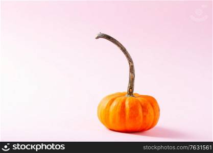 Orange pumpkin on pink background, fall feasts and holidays concept. pumpkin on table
