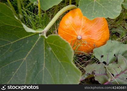orange pumpkin on plant in the field