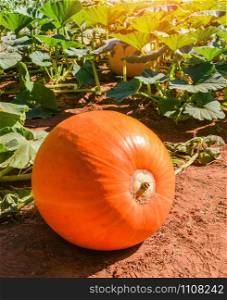 Orange pumpkin plant on field growing on vine on organic vegetable garden agriculture farm ready for harvested