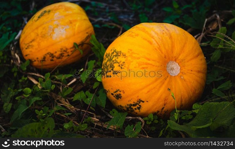 Orange pumpkin sitting in field in grass. Background. Orange pumpkins sitting in field in grass