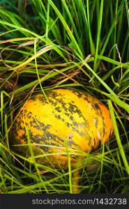 Orange pumpkin sitting in field in grass. Background vertical. Orange pumpkin sitting in field in grass