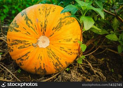 Orange pumpkin sitting in field in grass closeup details. Background. Orange pumpkin sitting in field in grass closeup details