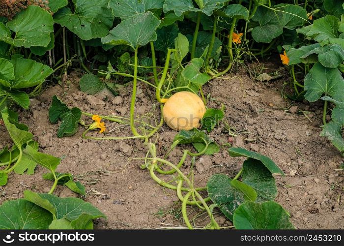 Orange pumpkin with great tendrils growing in the garden.