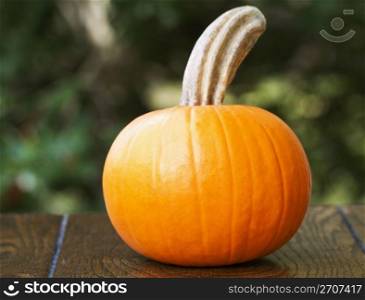 Orange pumpkin with tall stem against a defocused background