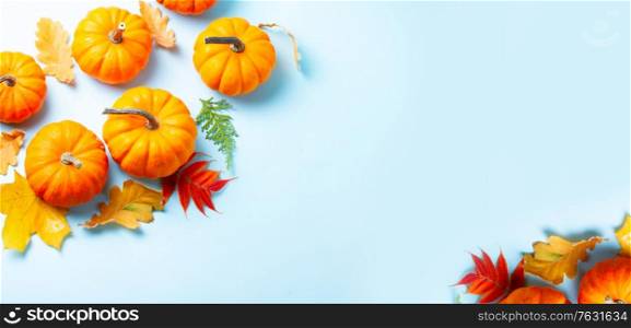 Orange pumpkins and leaves, top view on blue background , web banner with copy space. pumpkin on table