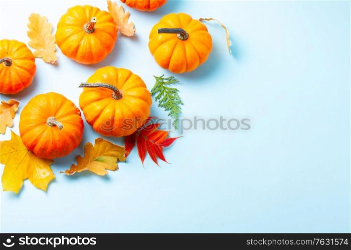 Orange pumpkins and leaves, top view on blue background with copy space. pumpkin on table