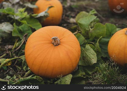 Orange pumpkins patch at outdoor farmer market. Landscape harvest farm field with blurry farmer picking pumpkin in Sunny day Autumn or Winter