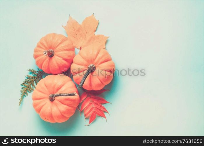 Orange raw pumpkins and leaves on blue background with copy space, retro toned. pumpkin on table