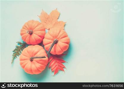 Orange raw pumpkins and leaves on blue background with copy space, retro toned. pumpkin on table