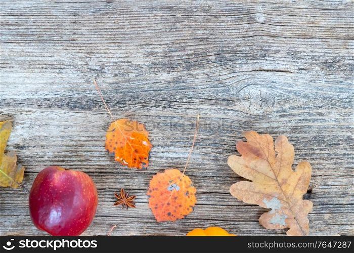 orange raw pumpkins and red apples ripe on old wooden textured table, top view with copy space. pumpkin on table