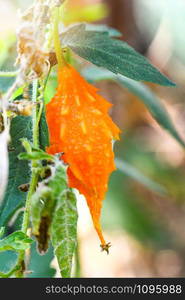 Orange ripe bitter gourd hang on vine tree in the vegetable garden organic farm / Other names wild bitter gourd , Bitter Cucumber