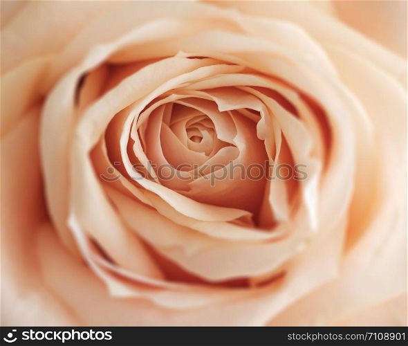 Orange rose close-up can use as wedding and valentine background concept. Soft blur focus. In vintage pastel.