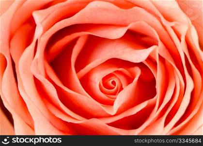 Orange rose flower background, top view closeup.