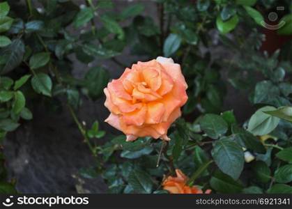 orange rose flower. orange rose perennial shrub (genus Rosa) flower bloom