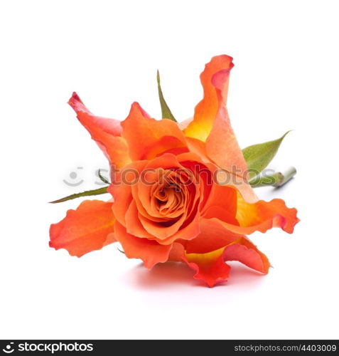 Orange rose isolated on white background cutout