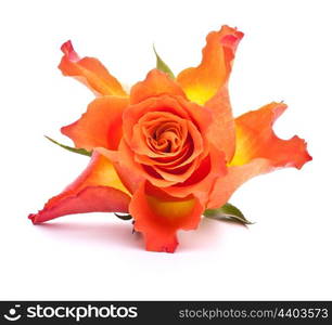 Orange rose isolated on white background cutout