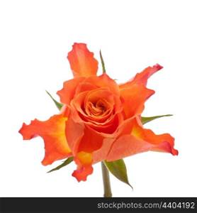 Orange rose isolated on white background cutout