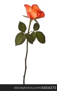 Orange rose isolated on white background cutout