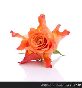 Orange rose isolated on white background cutout