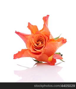 Orange rose isolated on white background cutout