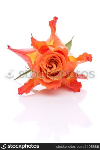 Orange rose isolated on white background cutout