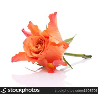 Orange rose isolated on white background cutout