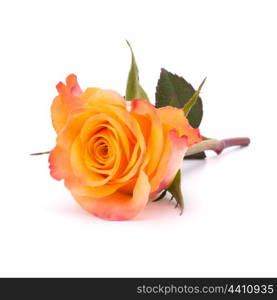 Orange rose isolated on white background cutout