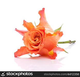 Orange rose isolated on white background cutout