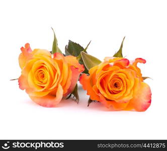 Orange rose isolated on white background cutout