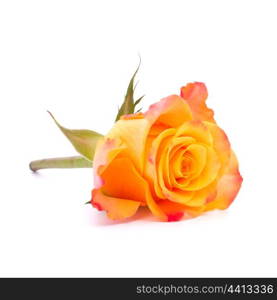 Orange rose isolated on white background cutout