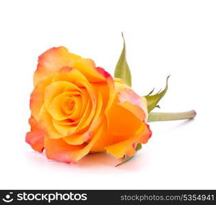 Orange rose isolated on white background cutout