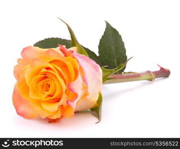 Orange rose isolated on white background cutout